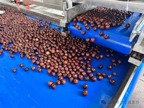 普洱江城堅果加工廠投入運營，氫氟酸應用引關注